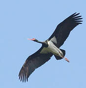 Black Stork