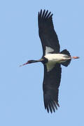 Black Stork