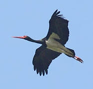 Black Stork