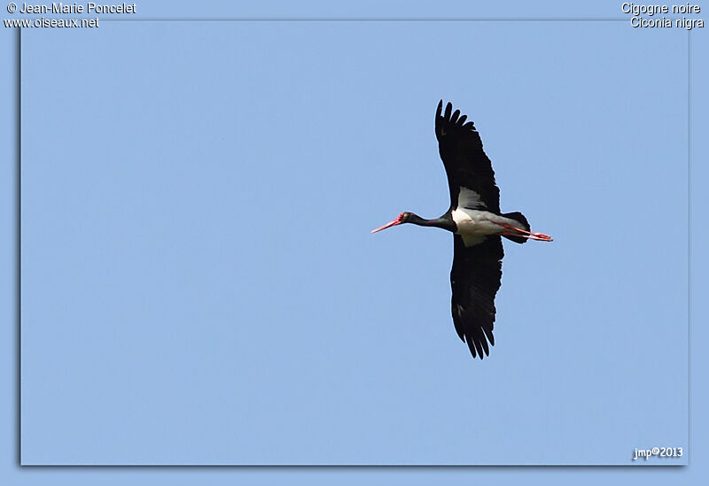Cigogne noire