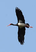 Black Stork