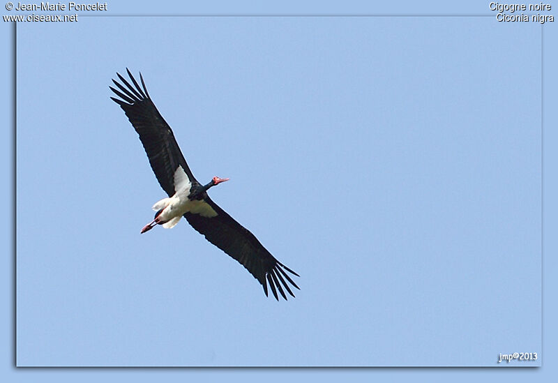 Cigogne noire