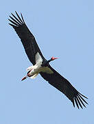 Black Stork