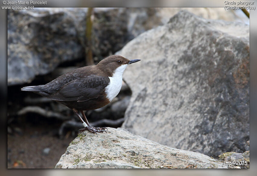 White-throated Dipper