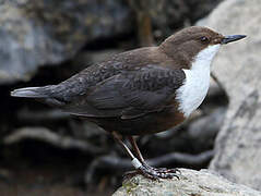 White-throated Dipper