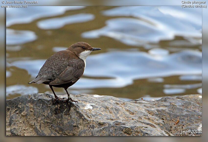 White-throated Dipper