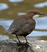 White-throated Dipper