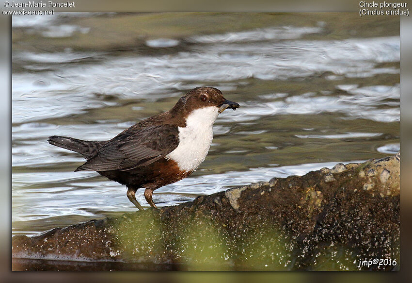 White-throated Dipper