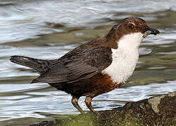 White-throated Dipper