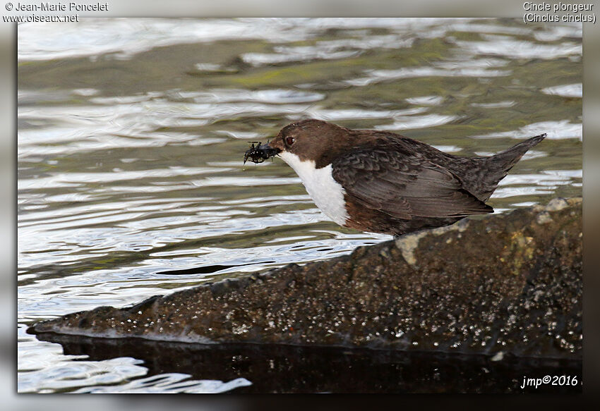 White-throated Dipper