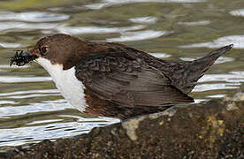 White-throated Dipper