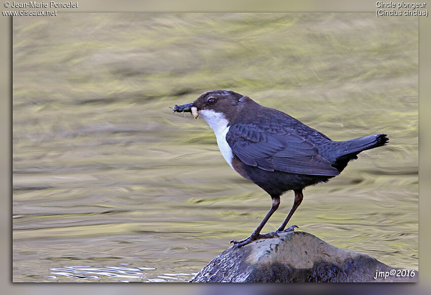 White-throated Dipper