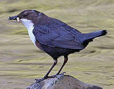 White-throated Dipper