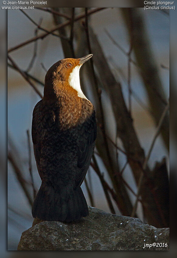 White-throated Dipper