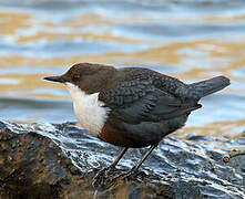 White-throated Dipper