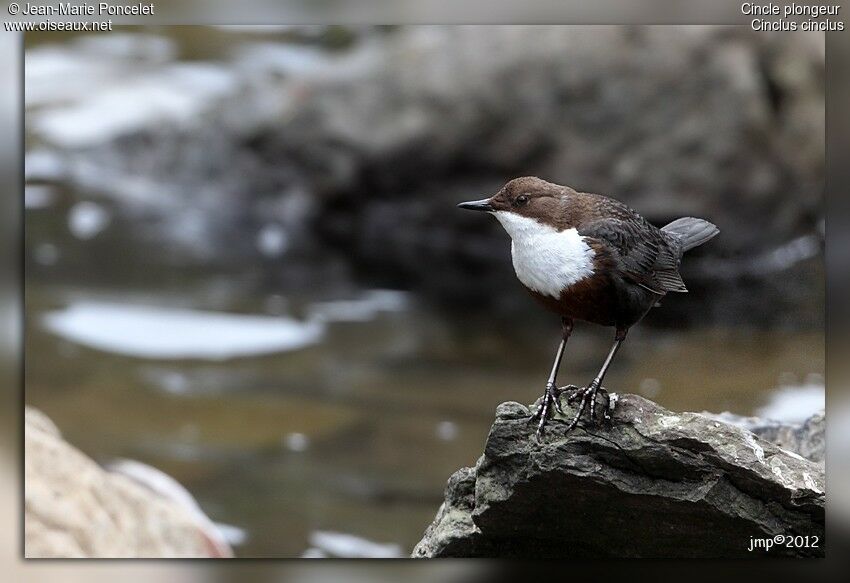 White-throated Dipper