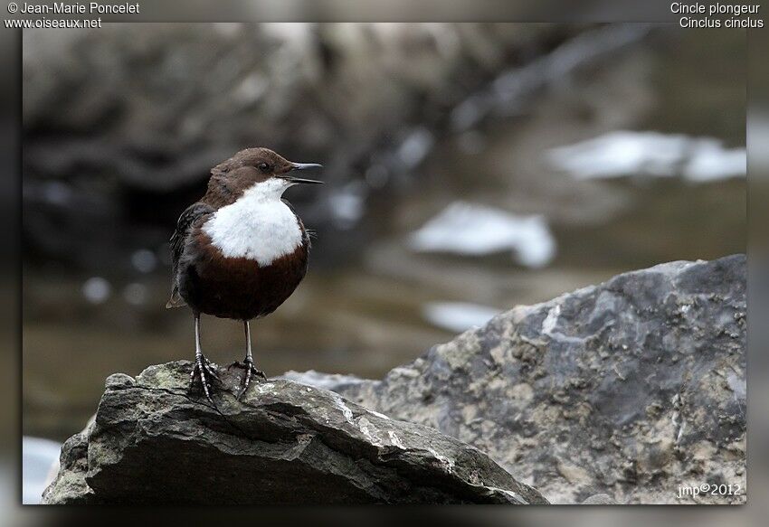 White-throated Dipper