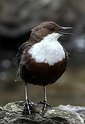 White-throated Dipper