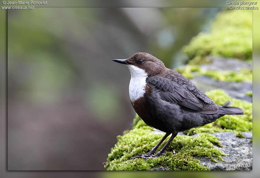 White-throated Dipper