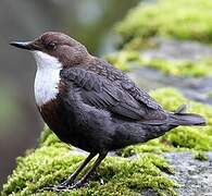 White-throated Dipper