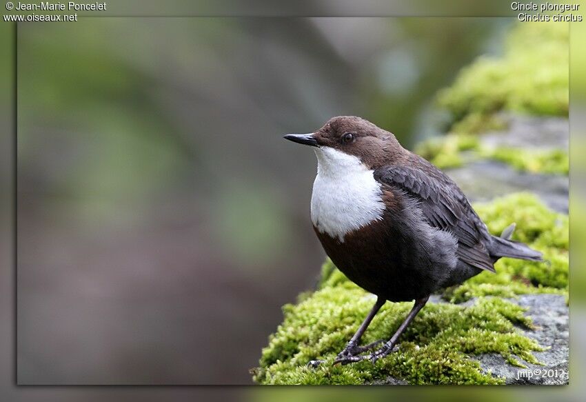 White-throated Dipper