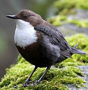 White-throated Dipper