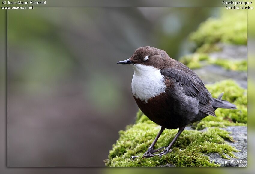 White-throated Dipper