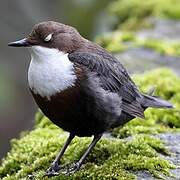 White-throated Dipper