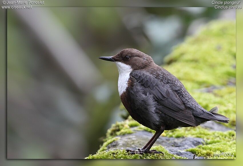 White-throated Dipper