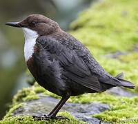 White-throated Dipper