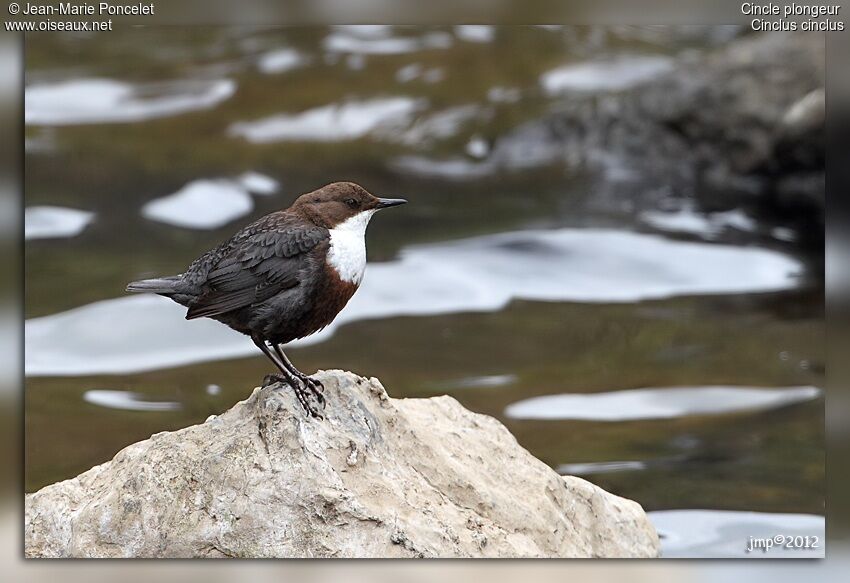 White-throated Dipper