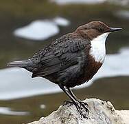 White-throated Dipper