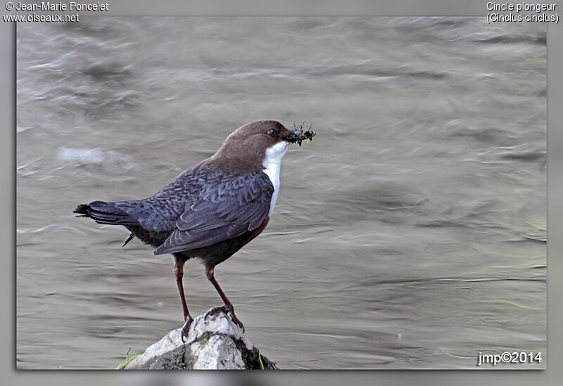 White-throated Dipper