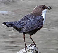 White-throated Dipper