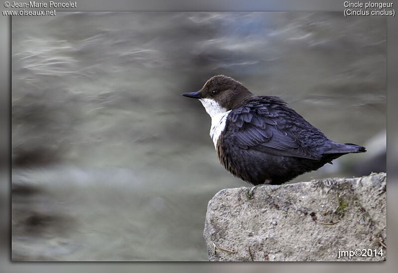 White-throated Dipper