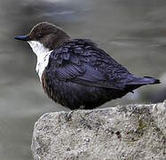 White-throated Dipper