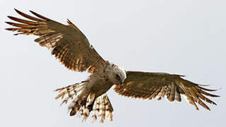 Short-toed Snake Eagle