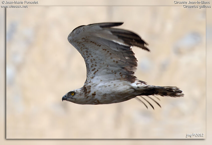 Short-toed Snake Eagle