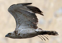 Short-toed Snake Eagle