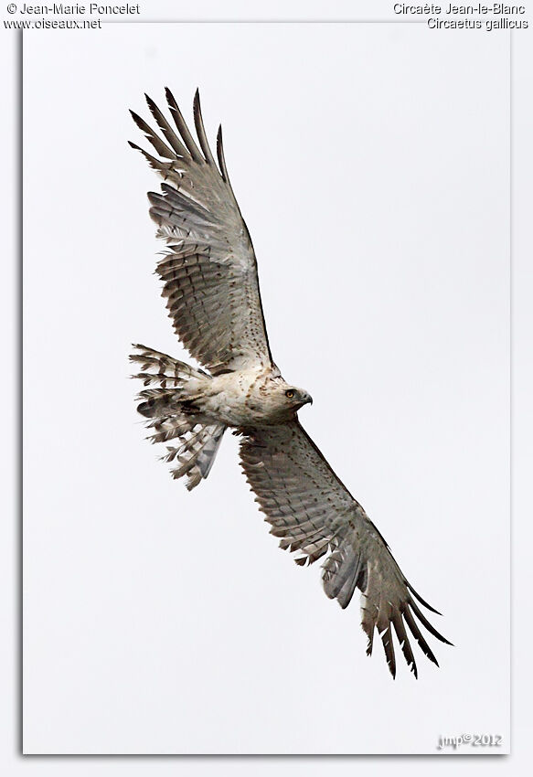 Short-toed Snake Eagle