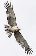 Short-toed Snake Eagle