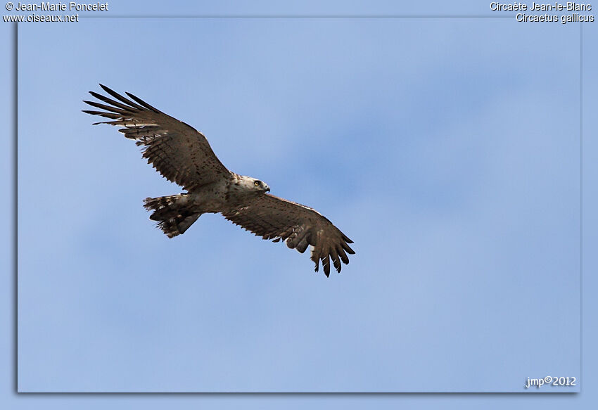 Short-toed Snake Eagle