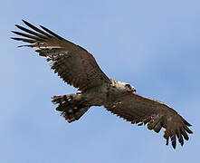 Short-toed Snake Eagle