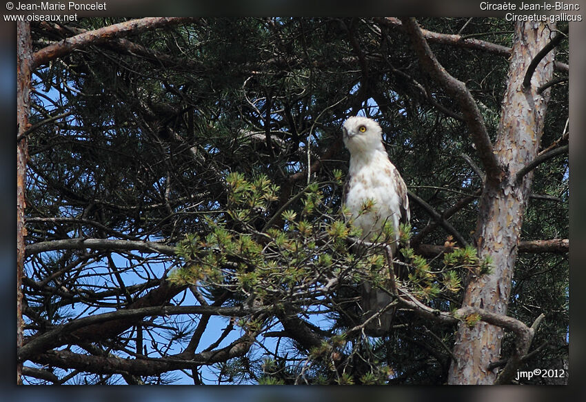 Short-toed Snake Eagle