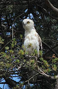 Short-toed Snake Eagle