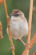 Zitting Cisticola