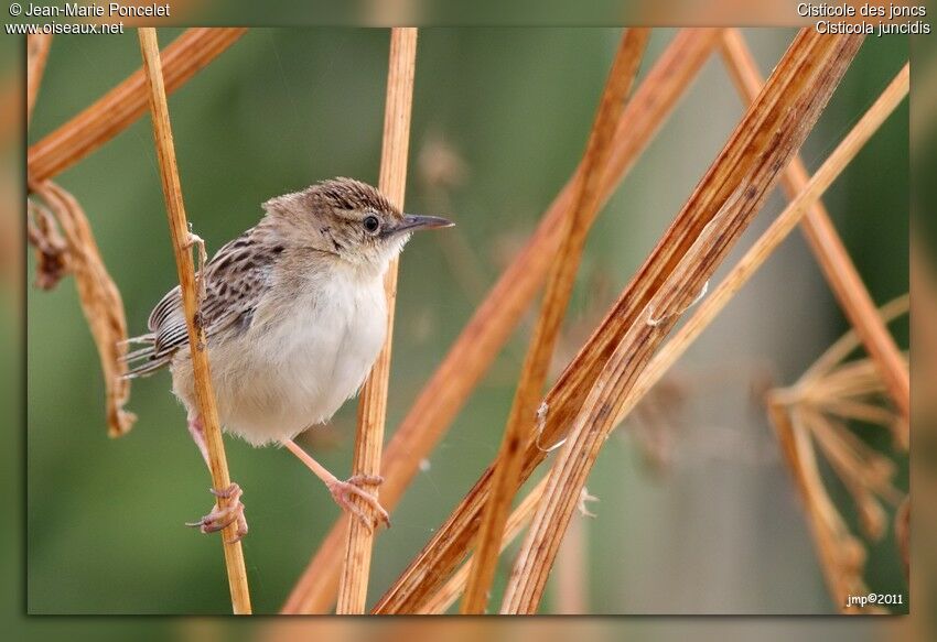 Zitting Cisticola