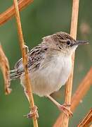 Zitting Cisticola