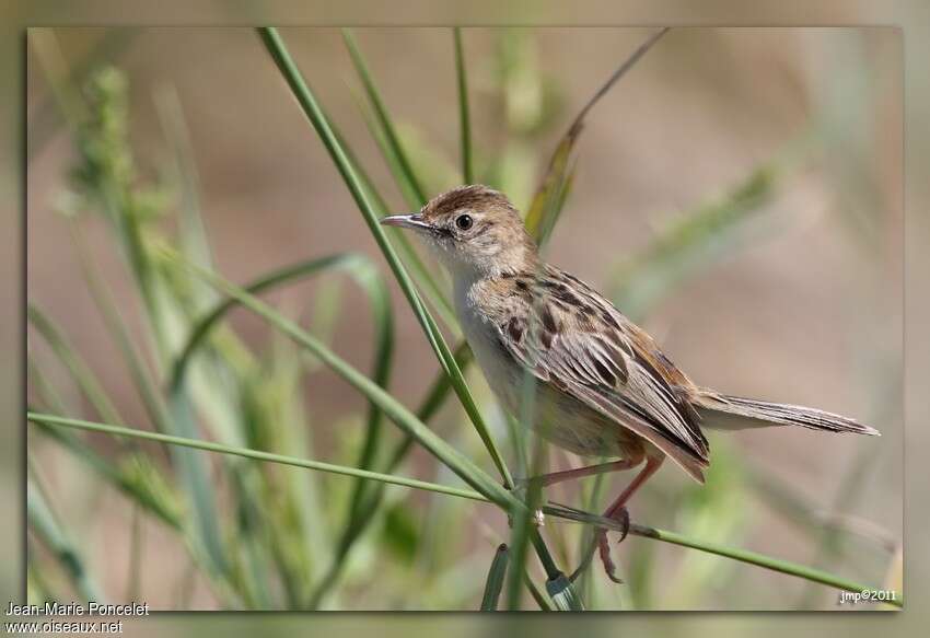 Zitting Cisticola male adult, identification