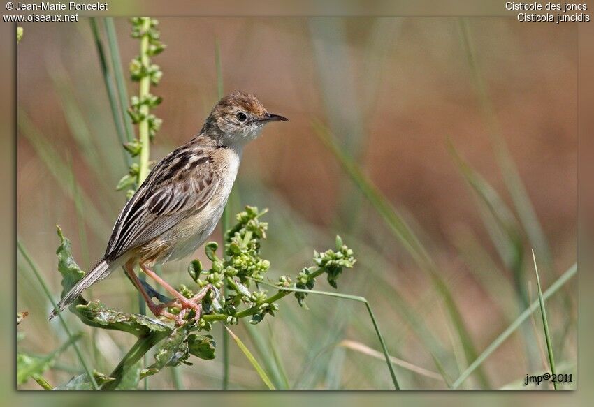 Zitting Cisticola